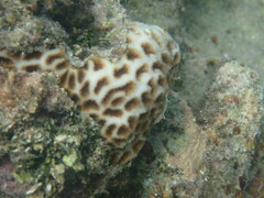 Leptastrea purpurea
