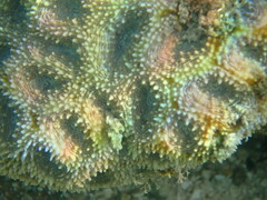Acanthastrea