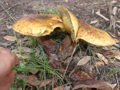 Tylopilus balloui