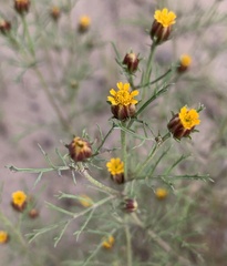 Dyssodia papposa