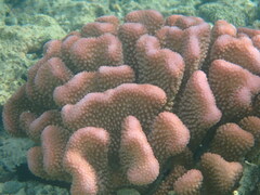 Pocillopora
