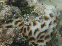 Leptastrea purpurea
