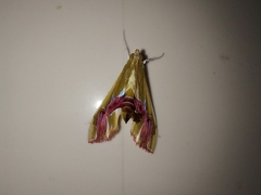 Agathodes ostentalis