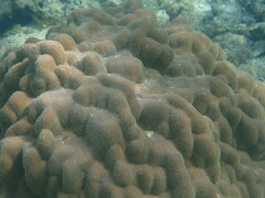 Porites