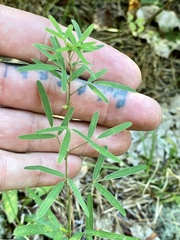 Lespedeza virginica