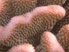 Pocillopora
