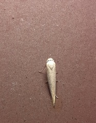 Homoeosoma electella
