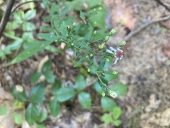 Symphyotrichum lateriflorum