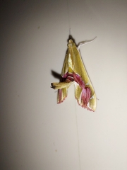 Agathodes ostentalis