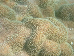 Porites