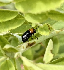 Cryptocephalus