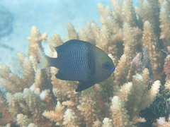 Dascyllus reticulatus