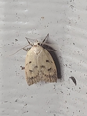 Machimia tentoriferella