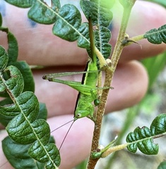 Conocephalus strictus