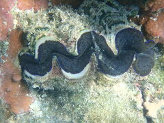 Tridacna