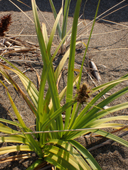 Carex macrocephala