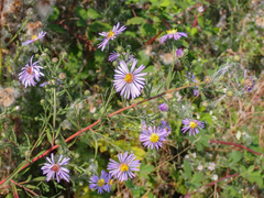 Symphyotrichum subspicatum