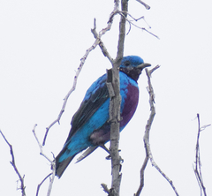 Cotinga amabilis