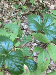 Rubus hispidus