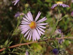 Symphyotrichum subspicatum