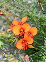 Dillwynia hispida