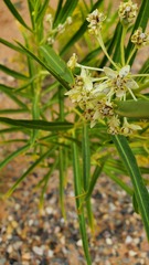 Asclepias labriformis