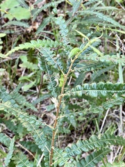 Comptonia peregrina