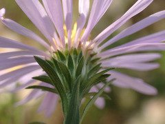 Symphyotrichum subspicatum