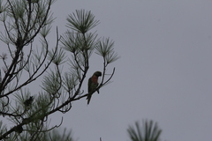 Psittacula alexandri