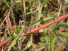 Symphyotrichum subspicatum