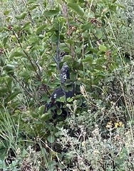 Dendragapus obscurus