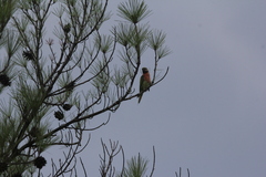 Psittacula alexandri