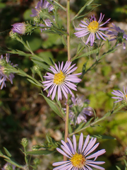 Symphyotrichum subspicatum
