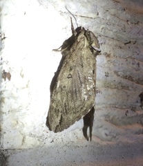 Ceratomia catalpae
