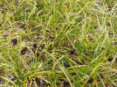 Carex macrocephala