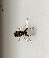 Pseudopamera nitidula