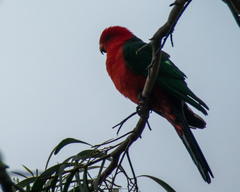 Alisterus scapularis