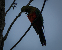 Alisterus scapularis