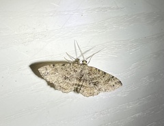 Melanolophia canadaria