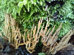 Clavariaceae