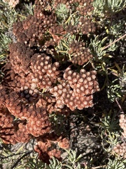 Eriogonum arborescens