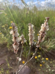 Eriogonum racemosum
