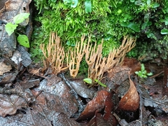 Clavariaceae