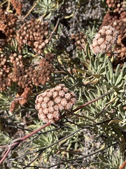 Eriogonum arborescens