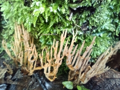 Clavariaceae
