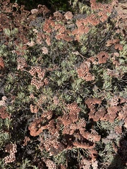 Eriogonum arborescens