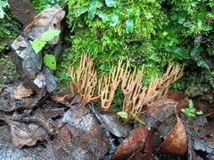 Clavariaceae