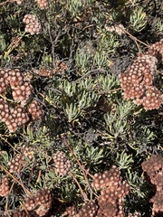 Eriogonum arborescens