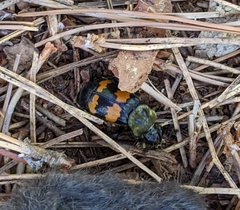 Nicrophorus tomentosus