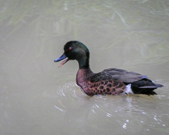 Anas castanea